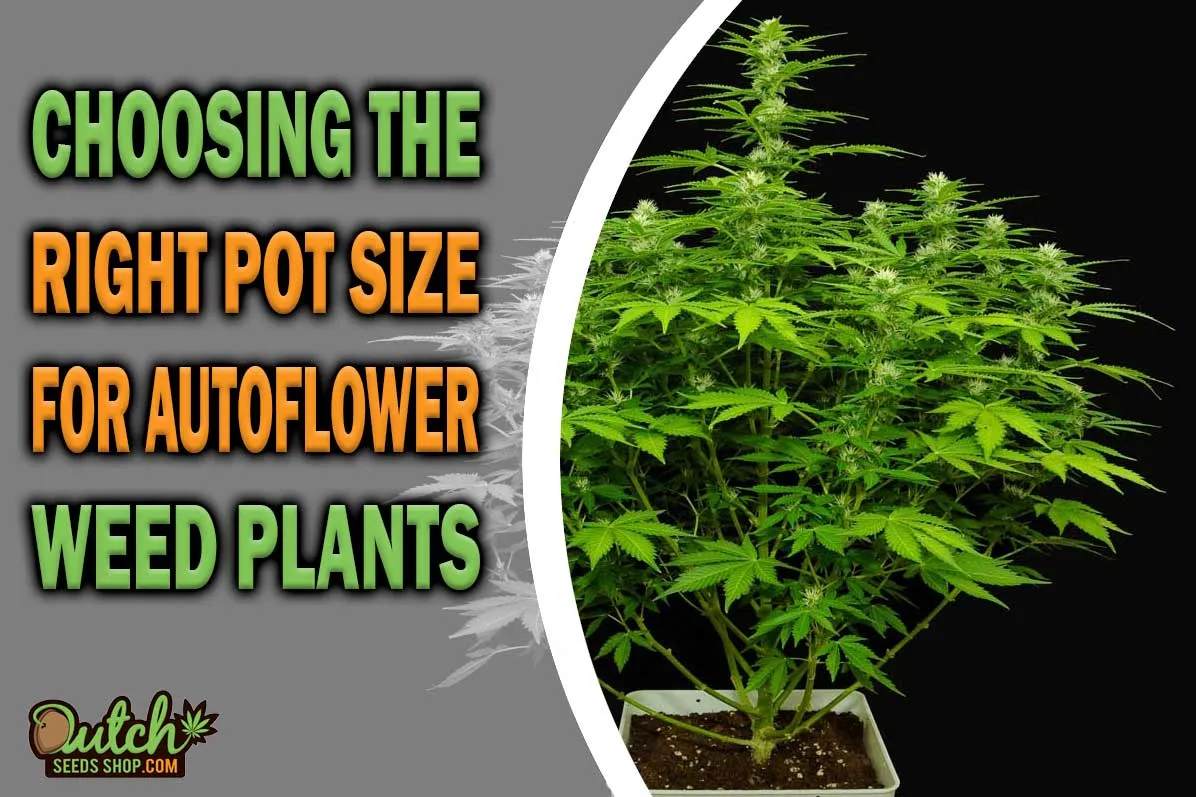 Guide to Selecting 3 Gallon or 5 Gallon Pots for Autoflowers