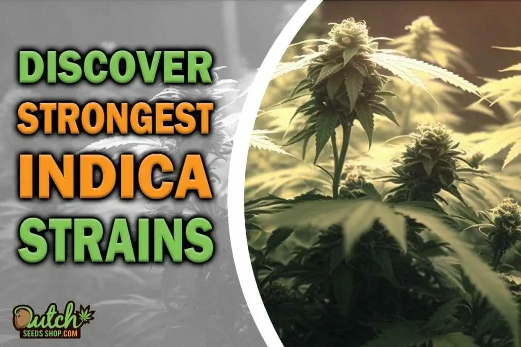Discover the Strongest Indica Strains