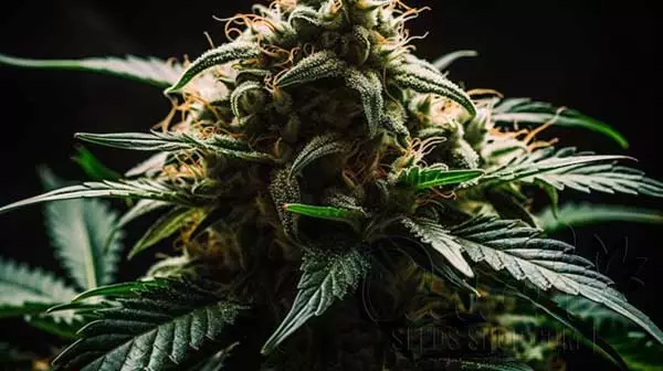 Godfather OG Marijuana Strain Information And Review - DSS