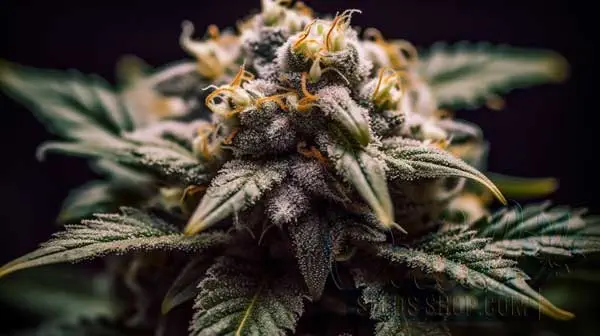 Is Purple Punch Indica or Sativa
