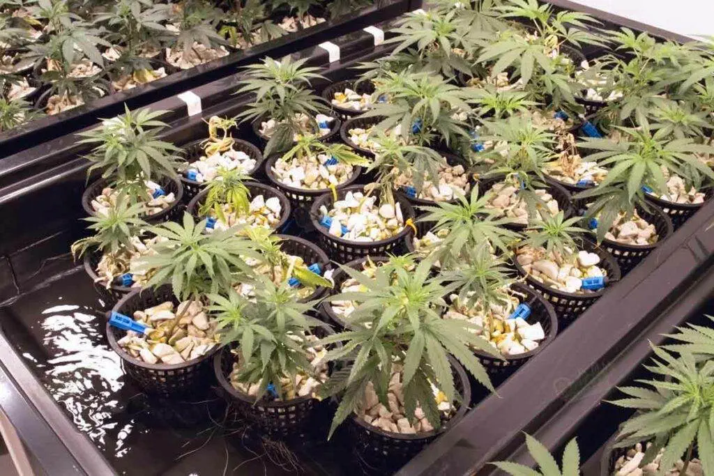 Marijuana hydroponics setup