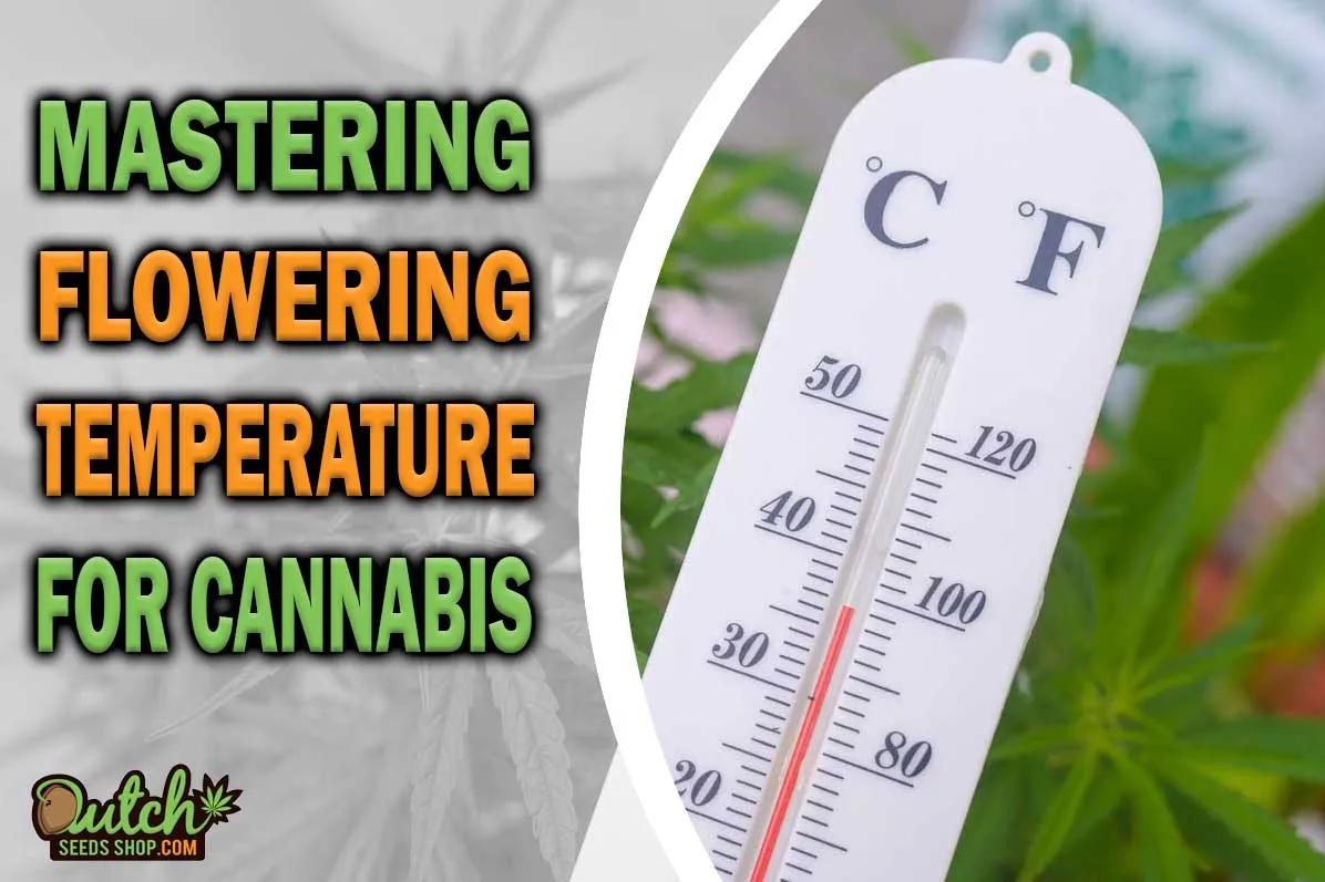 Mastering Flowering Temperature for Cannabis Plants DSS
