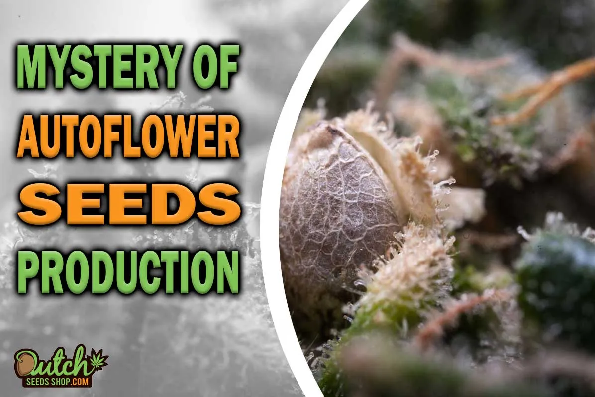 Do Feminized Autoflowering Plants Produce Seeds? DSS