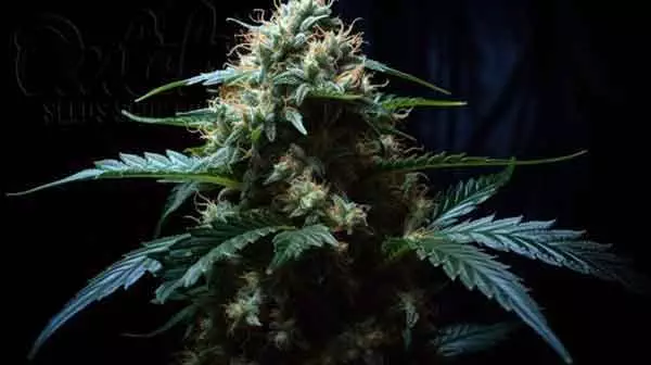 Puppy Breath Marijuana Strain Information and Review - DSS