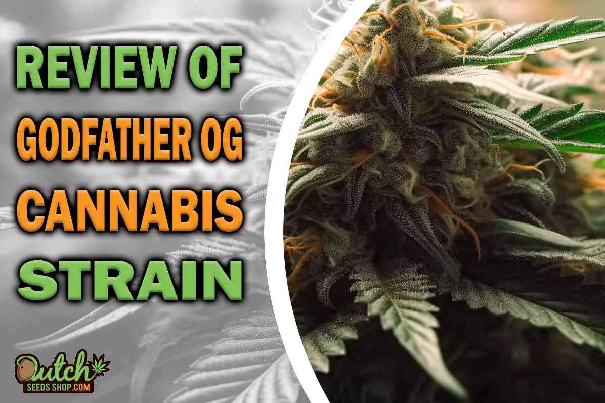 Godfather OG Marijuana Strain Information And Review - DSS