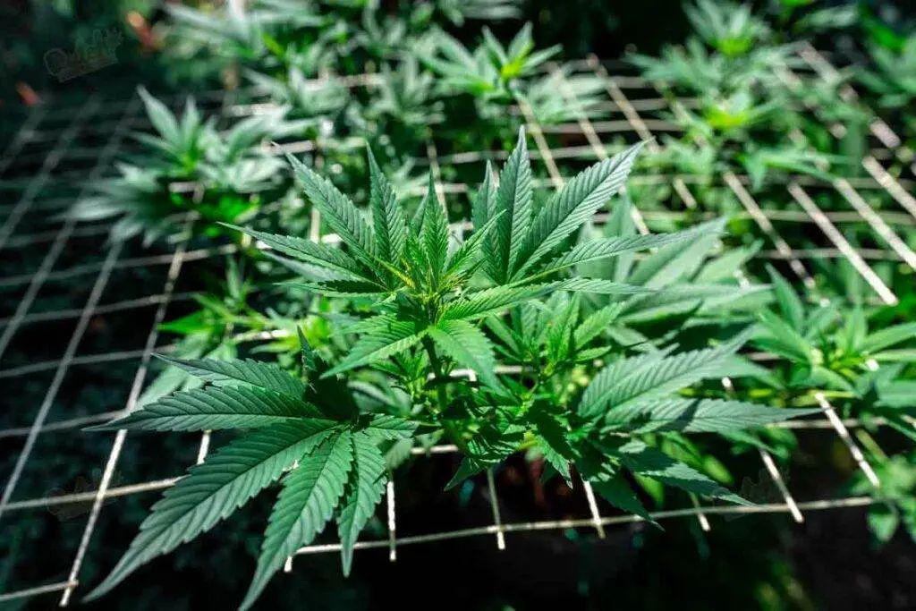 ScrOG method marijuana