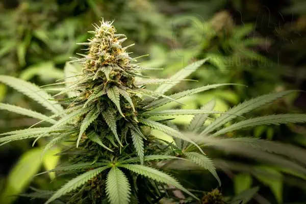 Understanding the Flowering Stage