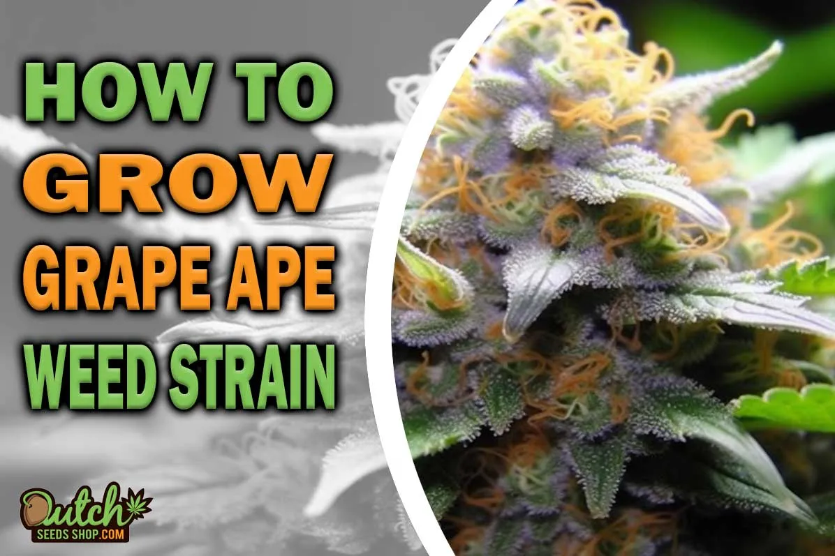 How to Grow Grape Ape Strain - DSS