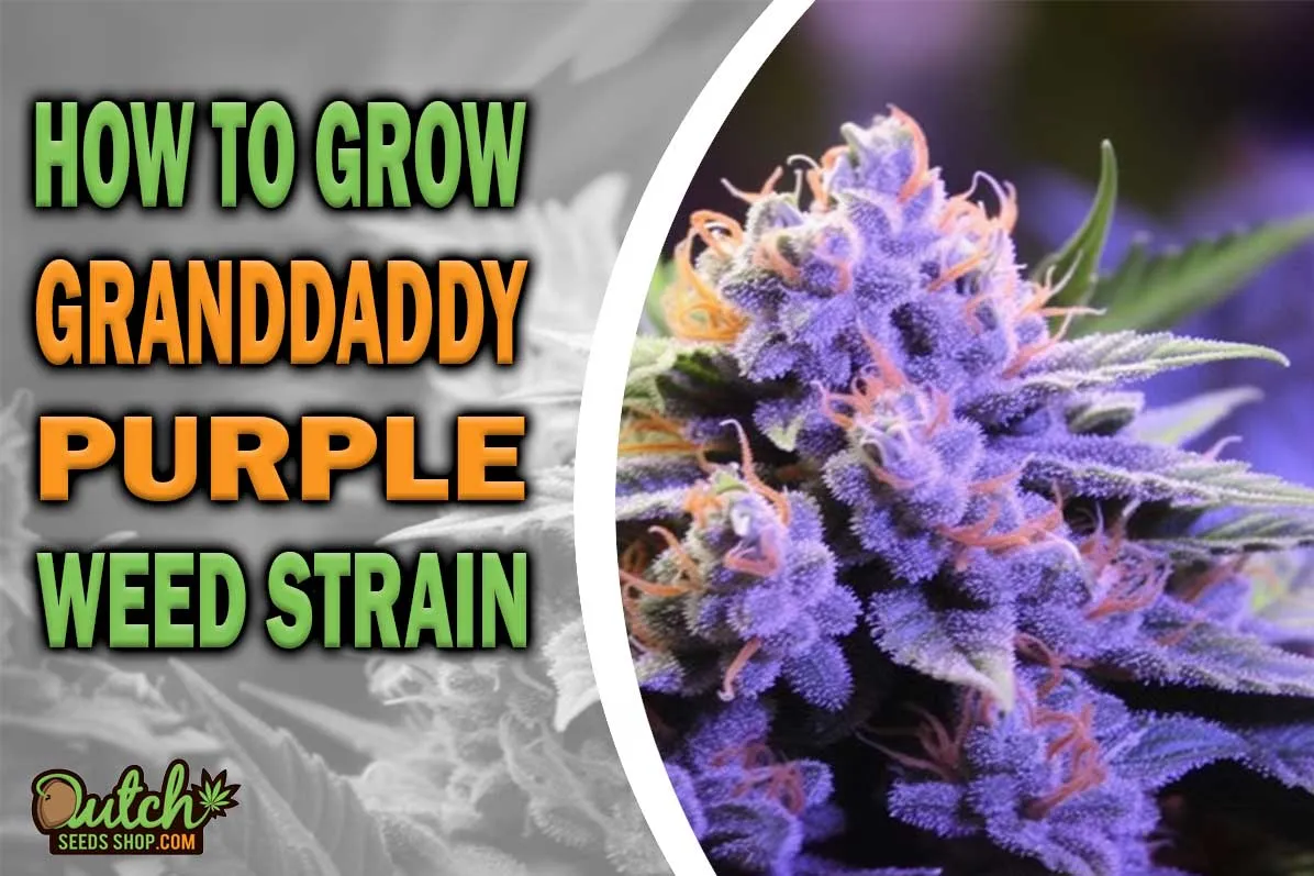How to Grow Granddaddy Purple Strain DSS