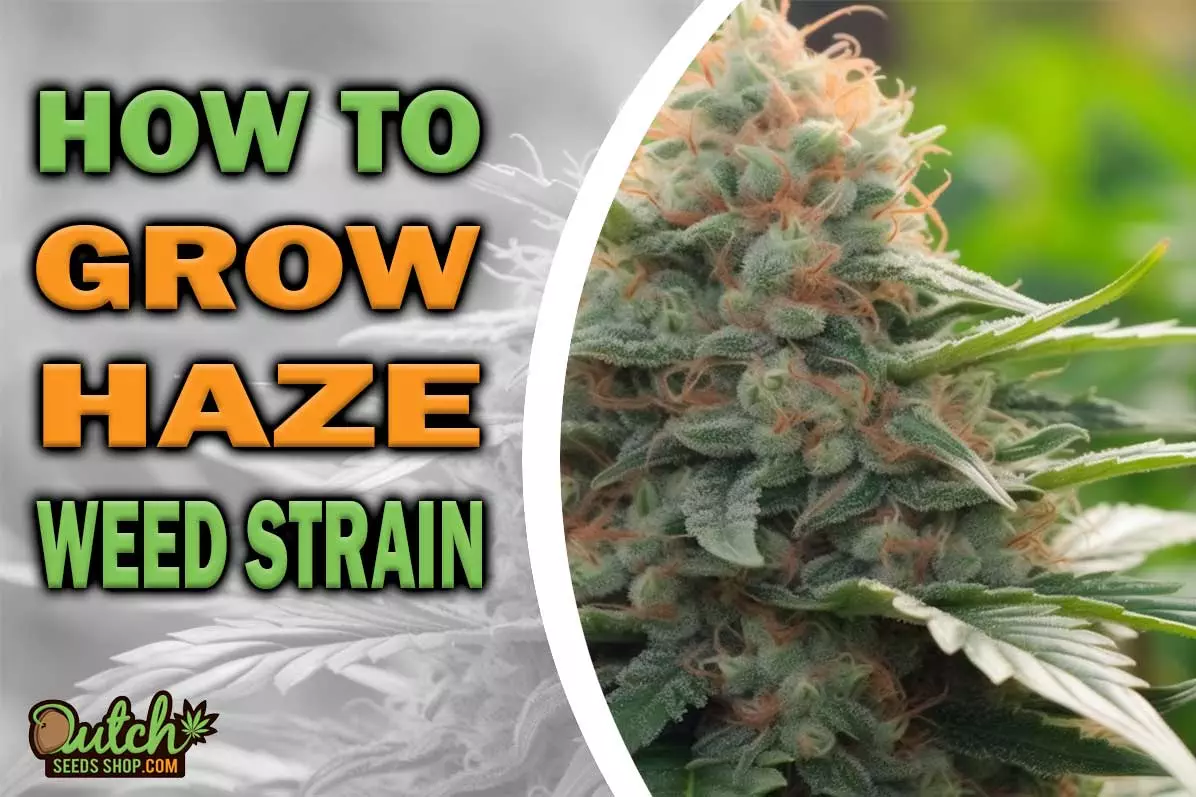 How To Grow Haze Strain - DSS