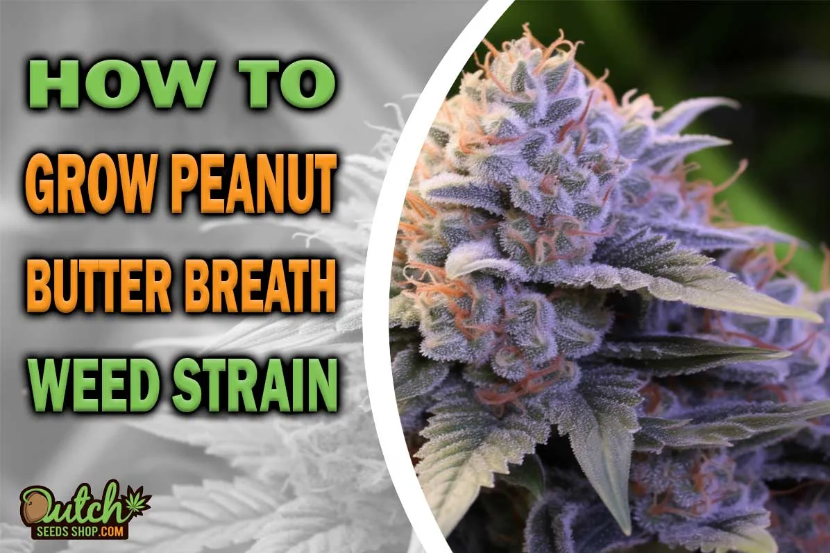 How to Grow Peanut Butter Breath Strain DSS