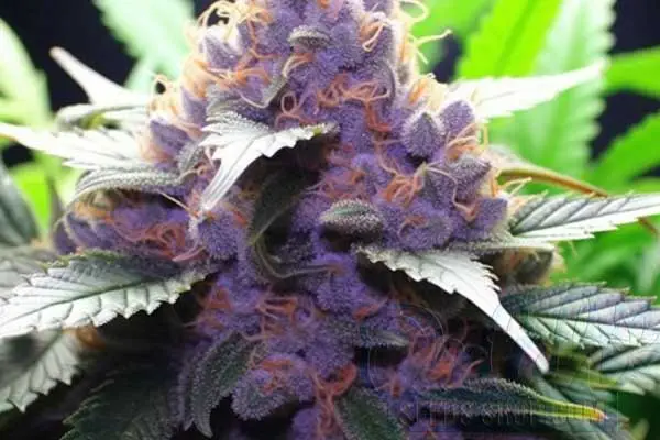 Is Ice Cream Cake Indica or Sativa