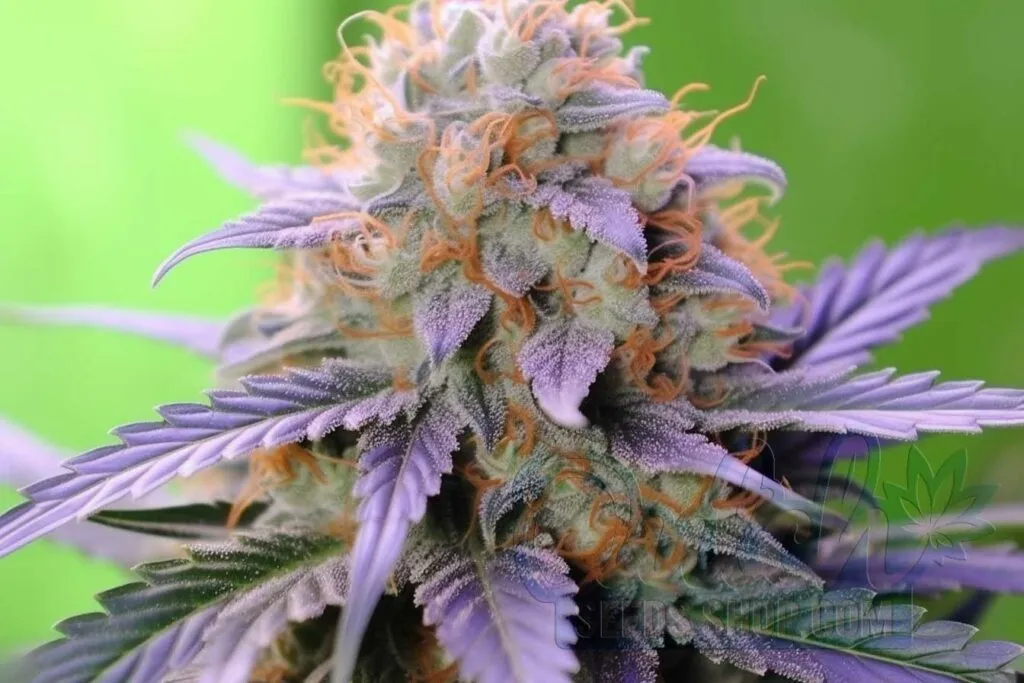 Cotton Candy Marijuana Strain Information and Review DSS