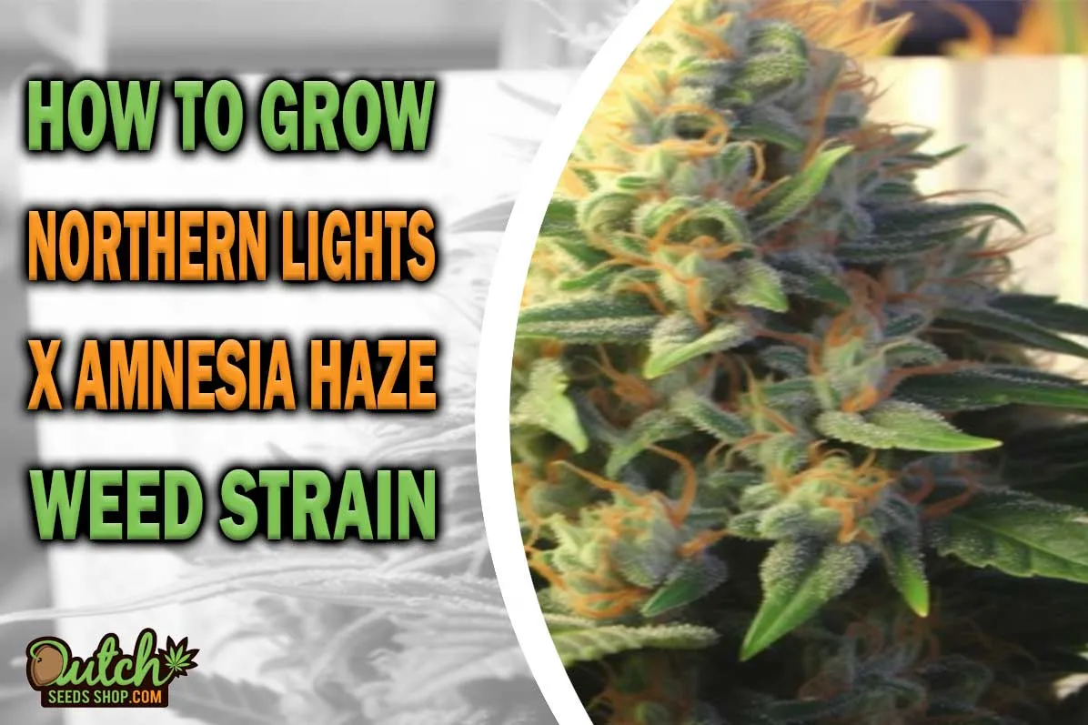 How to Grow Northern Lights x Amnesia Haze Strain DSS