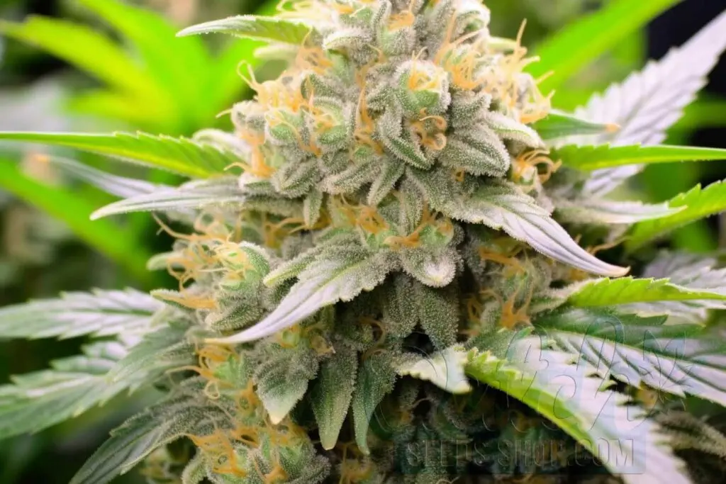 Is Alien OG Indica or Sativa