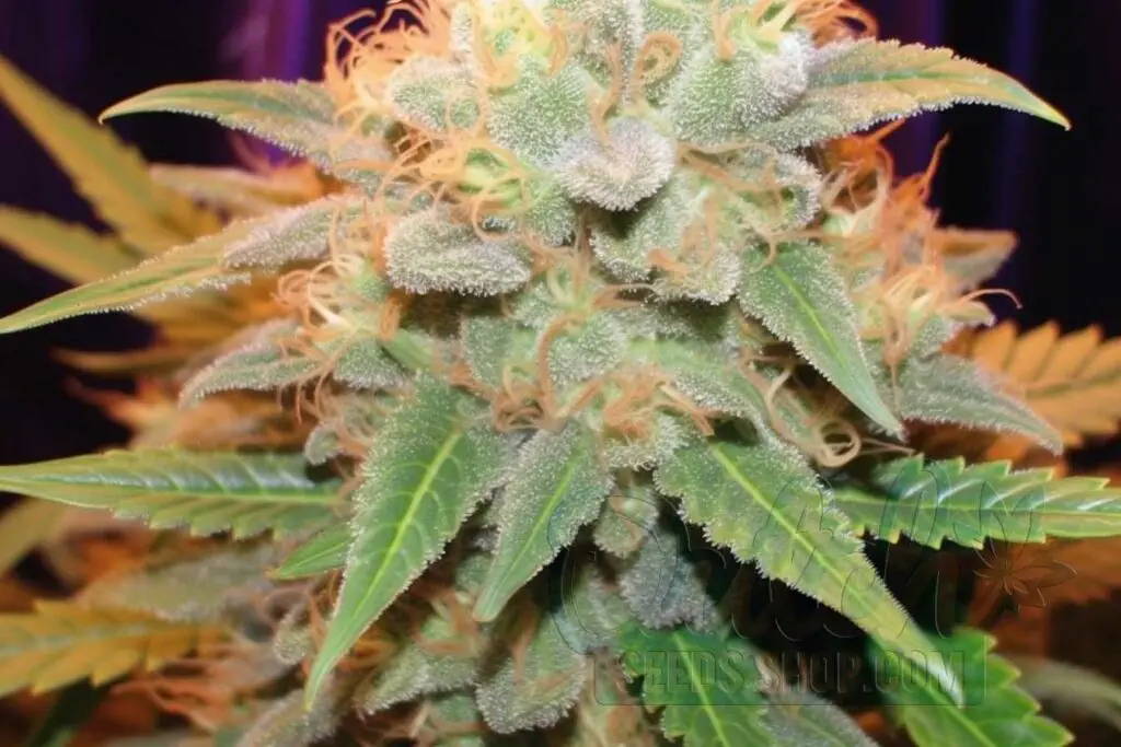 Is Bubblelicious Indica or Sativa