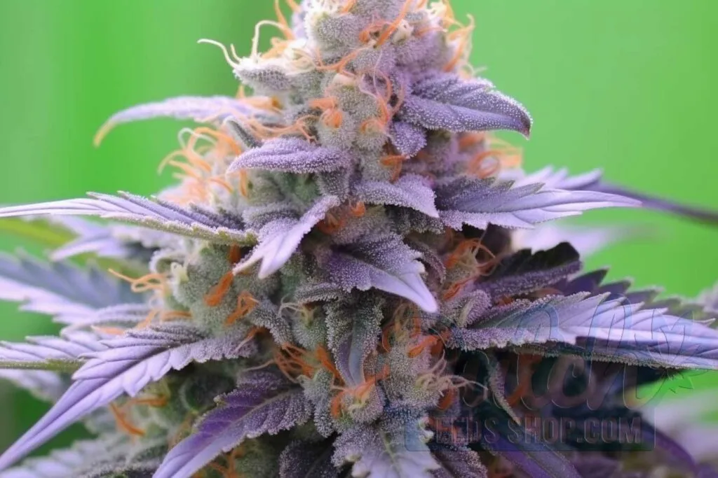 Cotton Candy Marijuana Strain Information and Review DSS