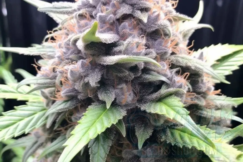 Is Mimosa Indica or Sativa