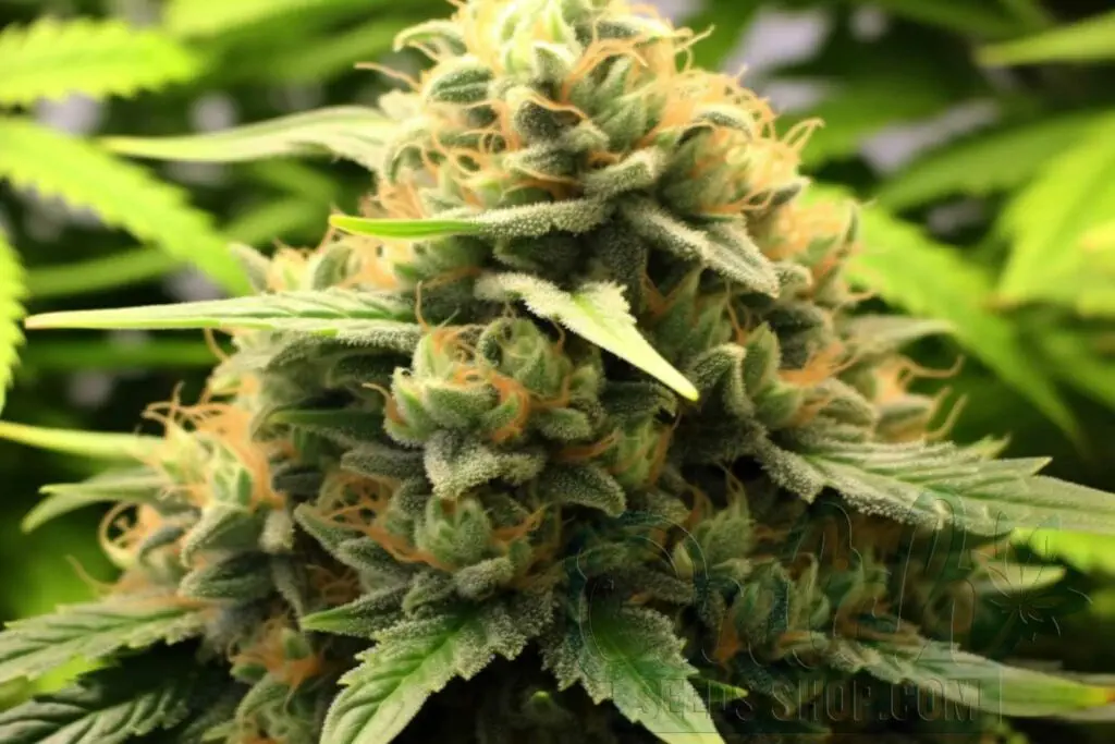 Is Stardawg Indica or Sativa?