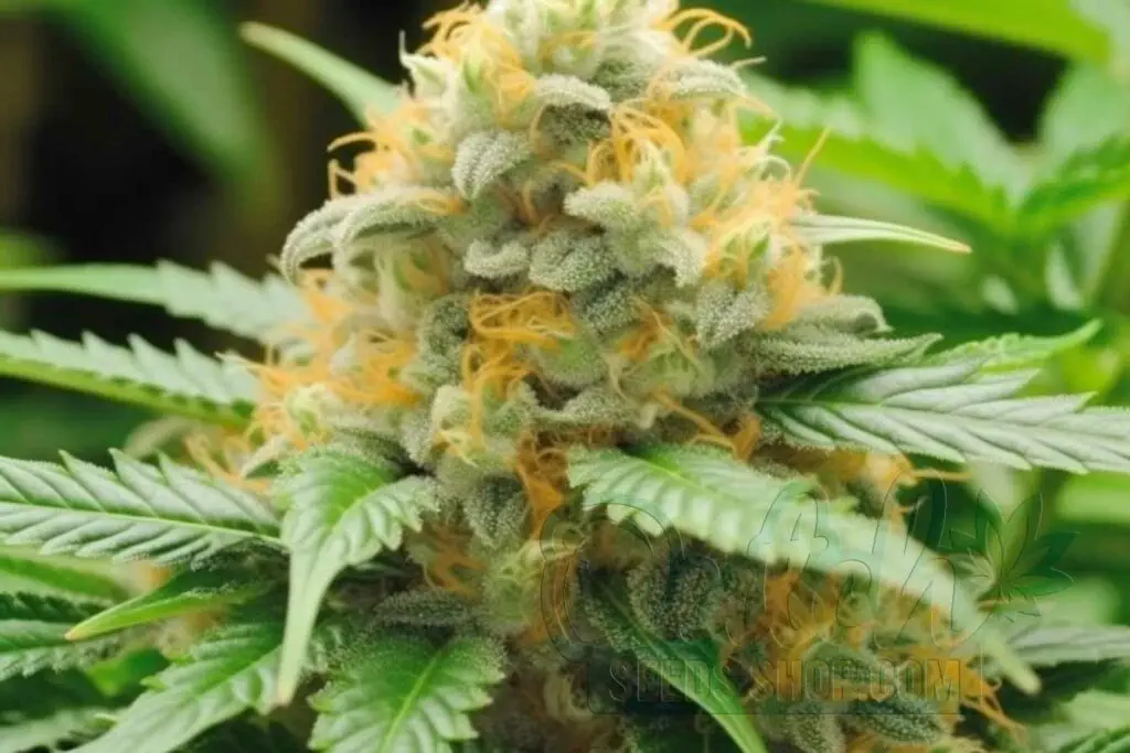 Is Swiss Miss Indica or Sativa