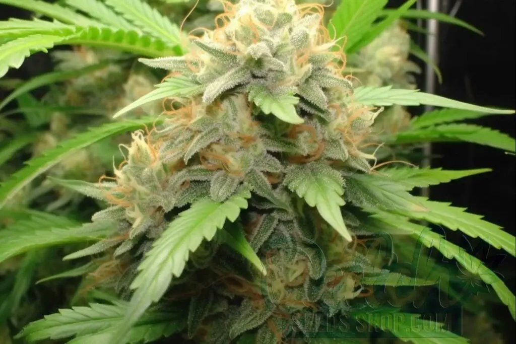 Is Wonder Woman Indica or Sativa?
