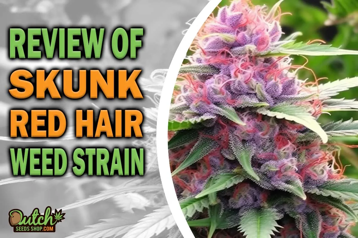 Skunk Red Hair Marijuana Strain Information and Review DSS