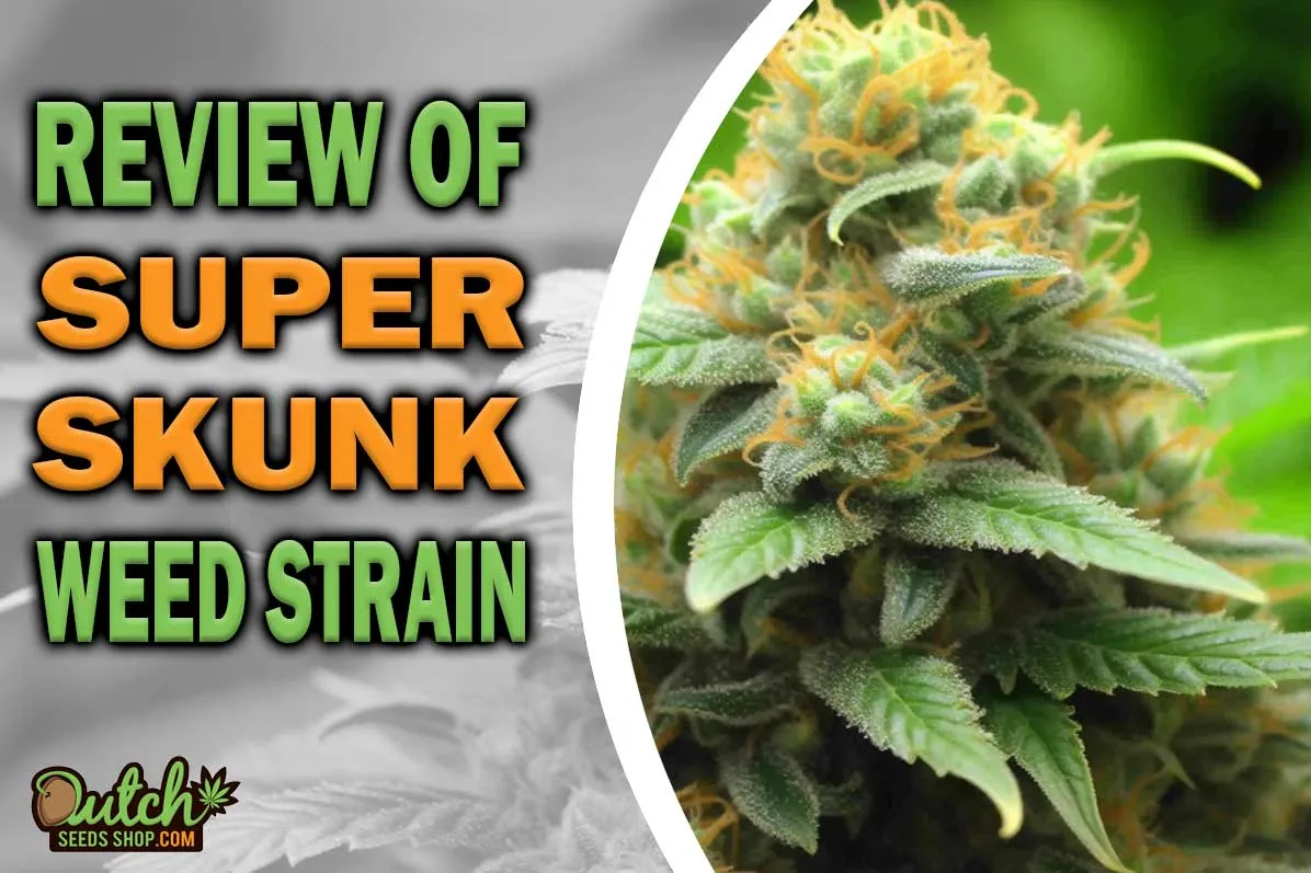 Super Skunk Marijuana Strain Information and Review - DSS