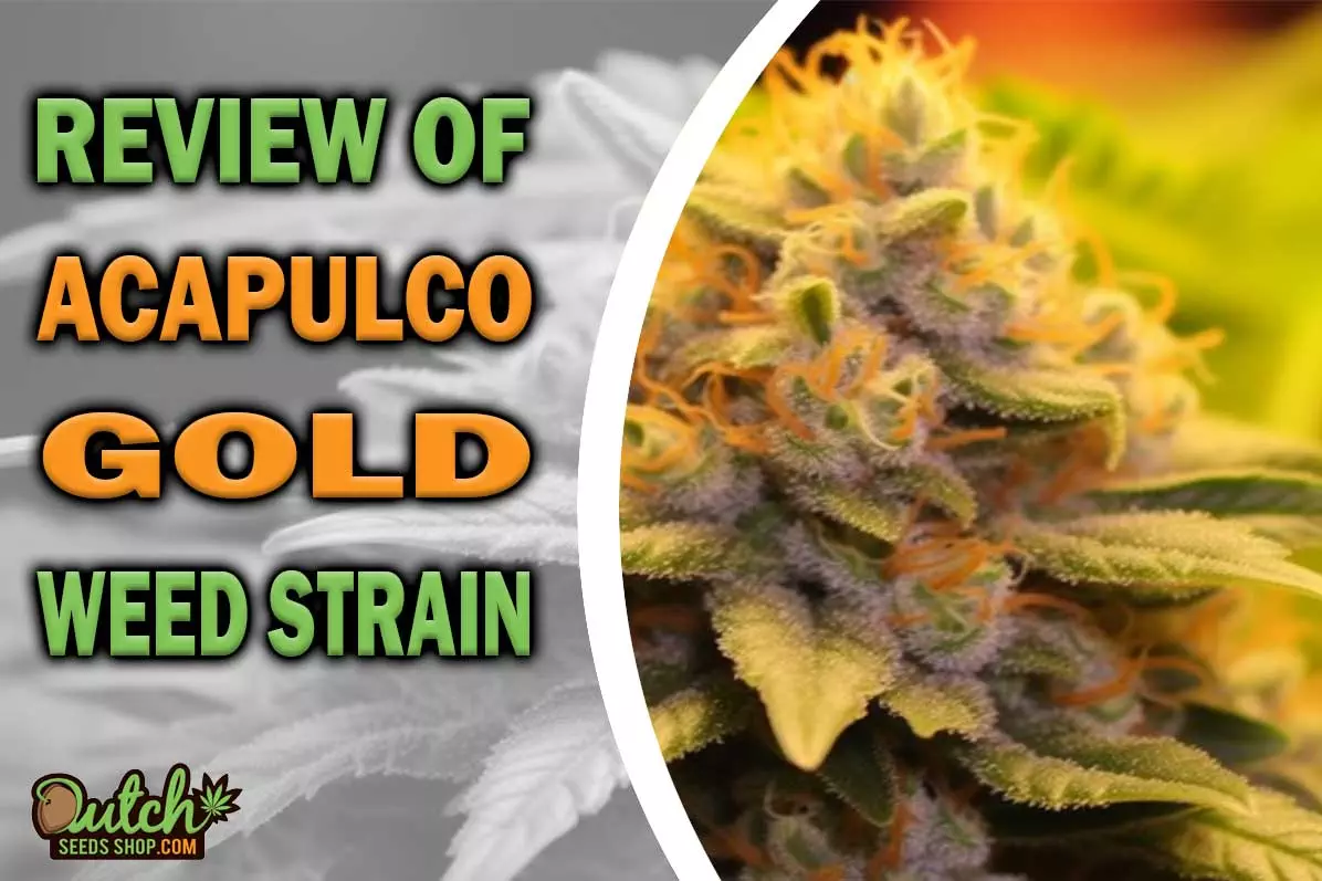 Acapulco Gold Marijuana Strain Information And Review - DSS