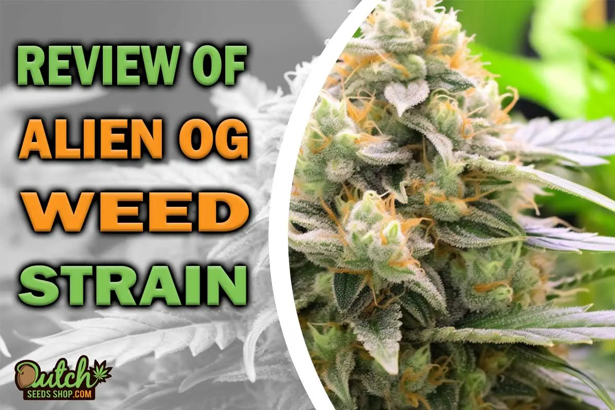 Alien OG Marijuana Strain Information and Review