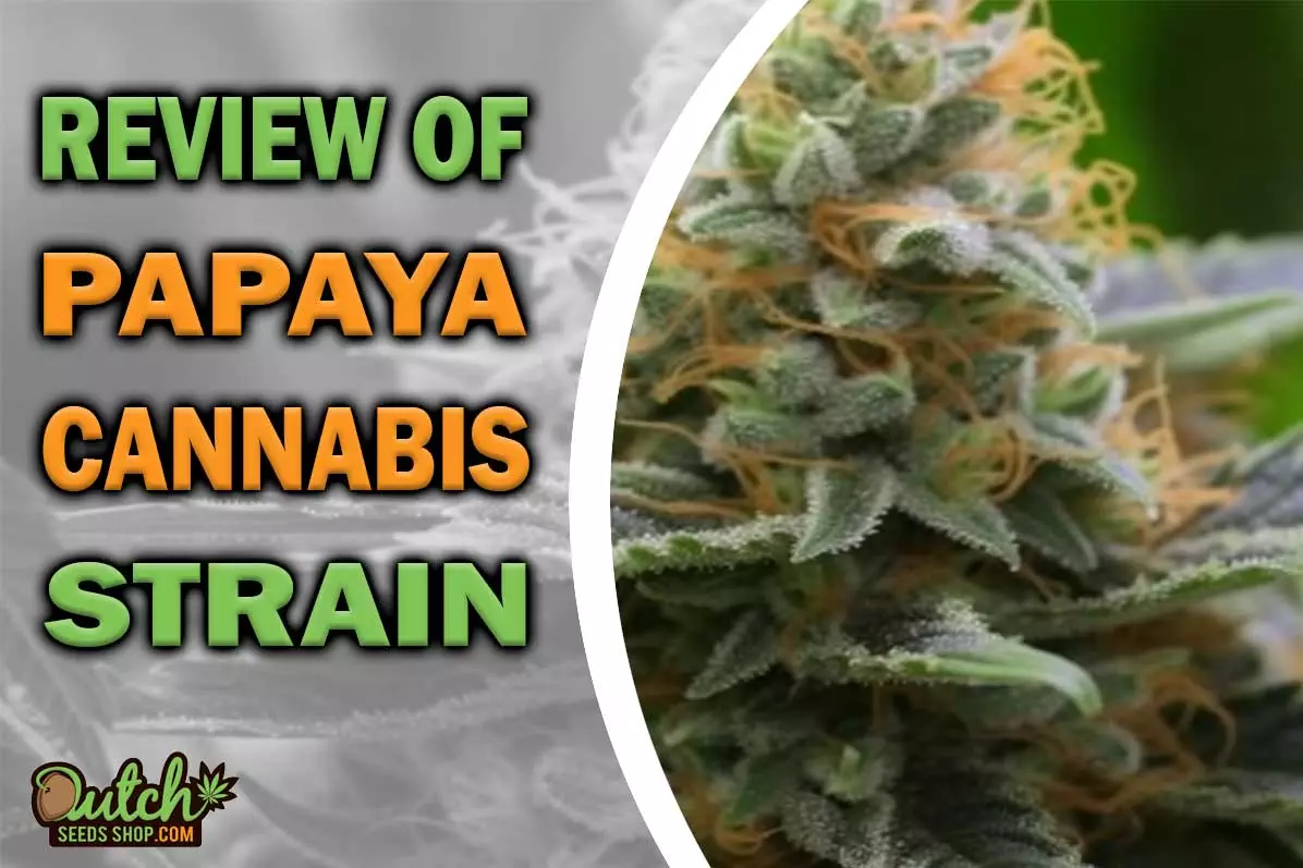 Papaya Marijuana Strain Information And Review - DSS