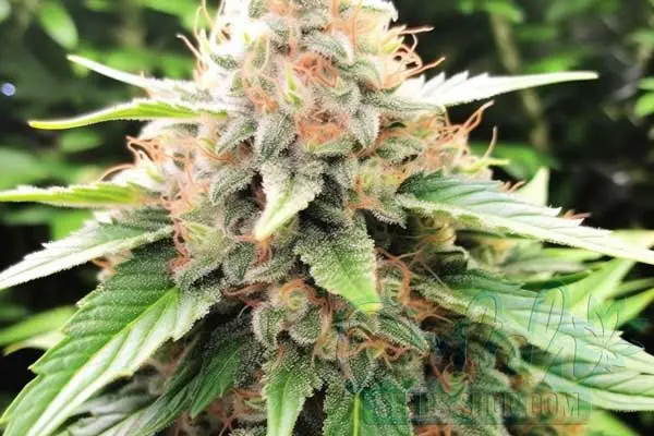24k Gold Strain Origin