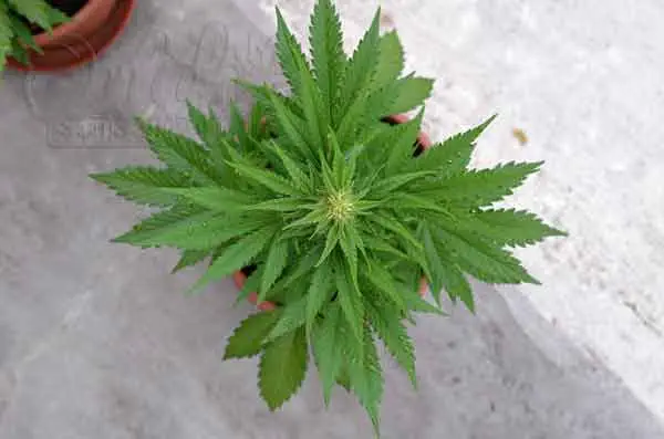 6 Week Old Auto