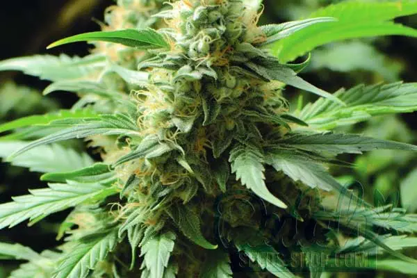60 Days Wonder Strain Origin