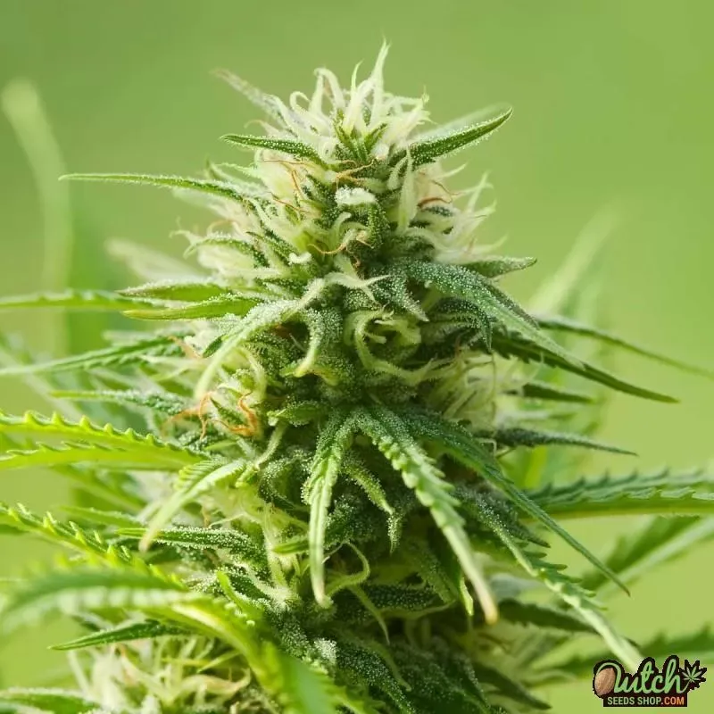AK-47 Autoflowering Feminized Seeds