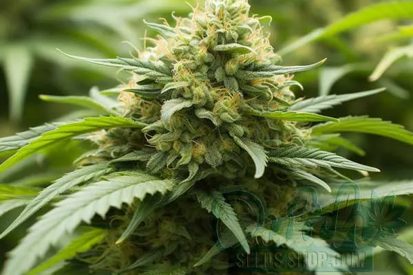 AK 47 Strain Origin