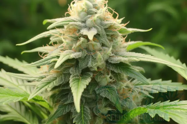 AK 47 x Sensi Star Strain Origin