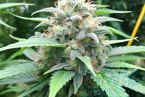 AK 48 Strain Origin
