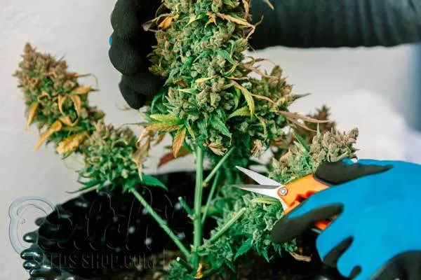 Addressing Controversies and Concerns