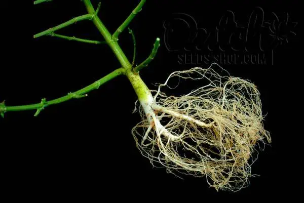Addressing Root Issues