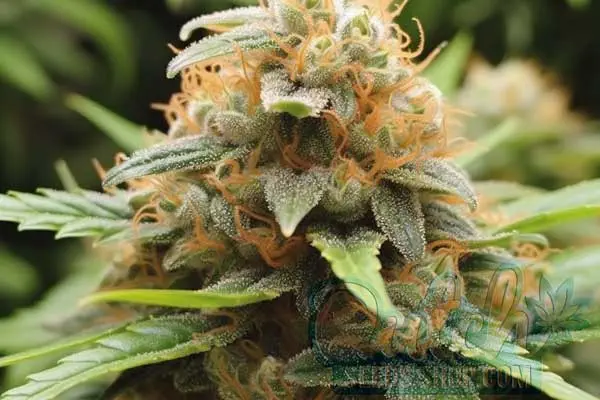 Afghan Kush Strain Origin