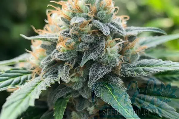 Afghan Strain Origin