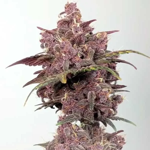 Afghan Strain Phenotypes