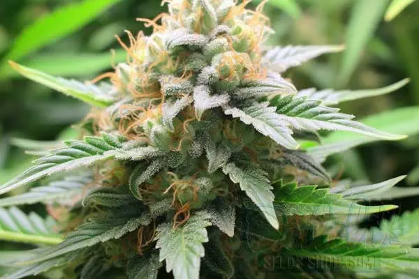 Alien Gorilla Glue Strain Origin