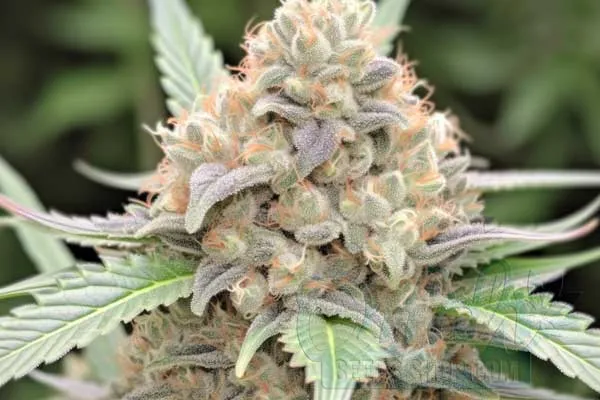 Alien Rock Candy Strain Origin