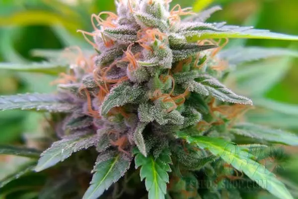 Alien Technology Strain Origin