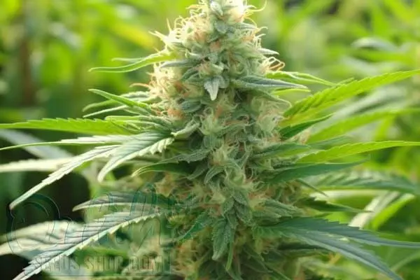 Amnesia Auto Strain Origin