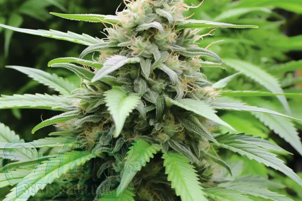 Amnesia Blue Headband Strain Origin