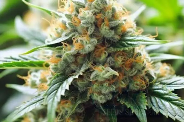 Amnesia Haze Autoflower Strain Origin