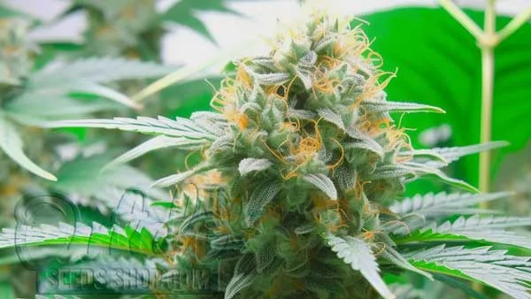 Amnesia Haze Strain Origin