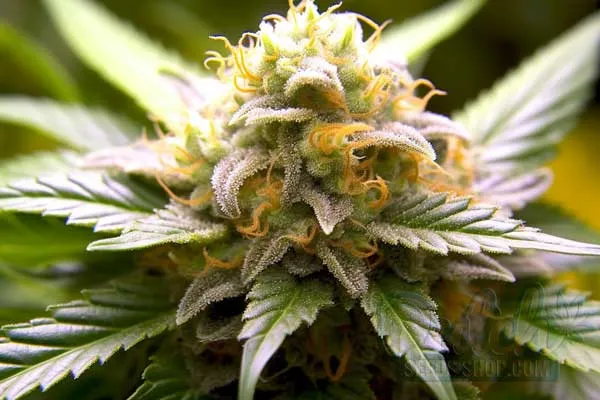 Amnesia Strain Origin